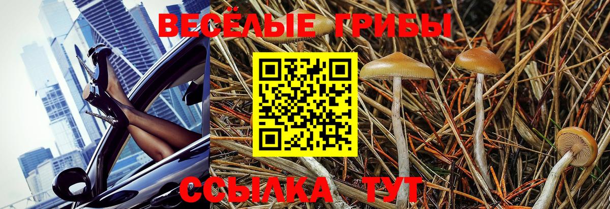 магазин    Вход с VPN  Вязники  Галлюциногенные грибы GOLDEN TEACHER 